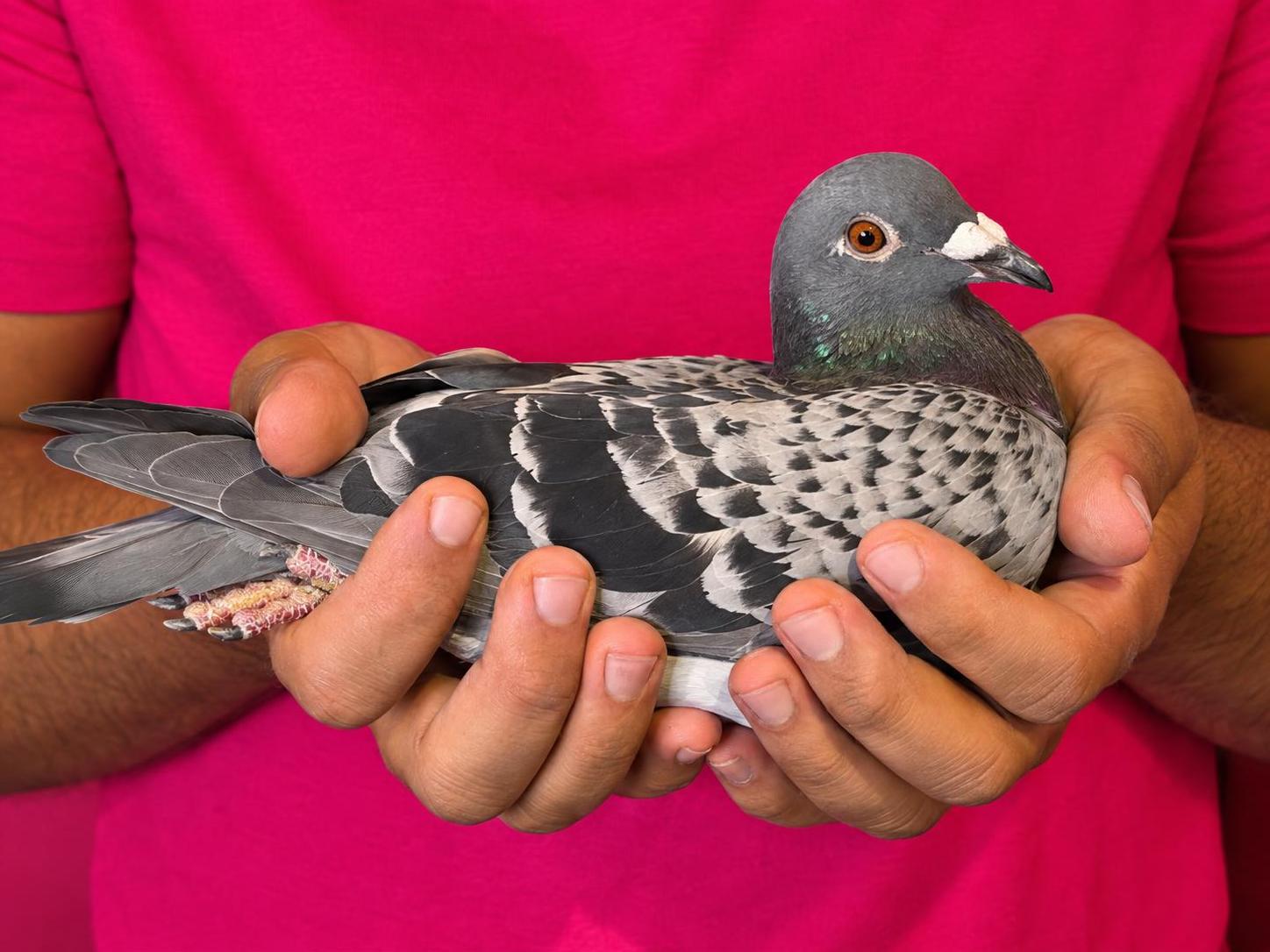 BE-2026-4100782